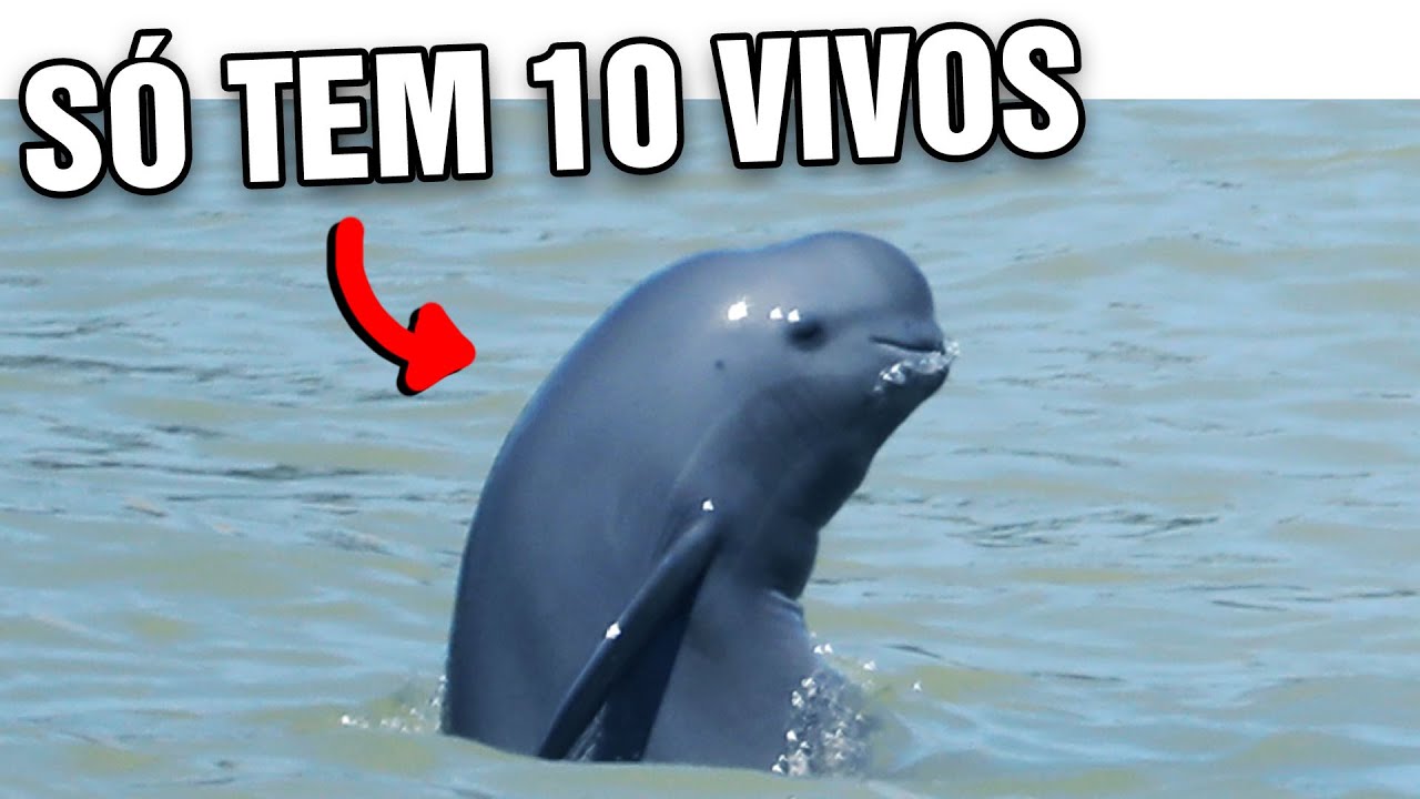 Animais que podem ser EXTINTOS na SEMANA QUE VEM