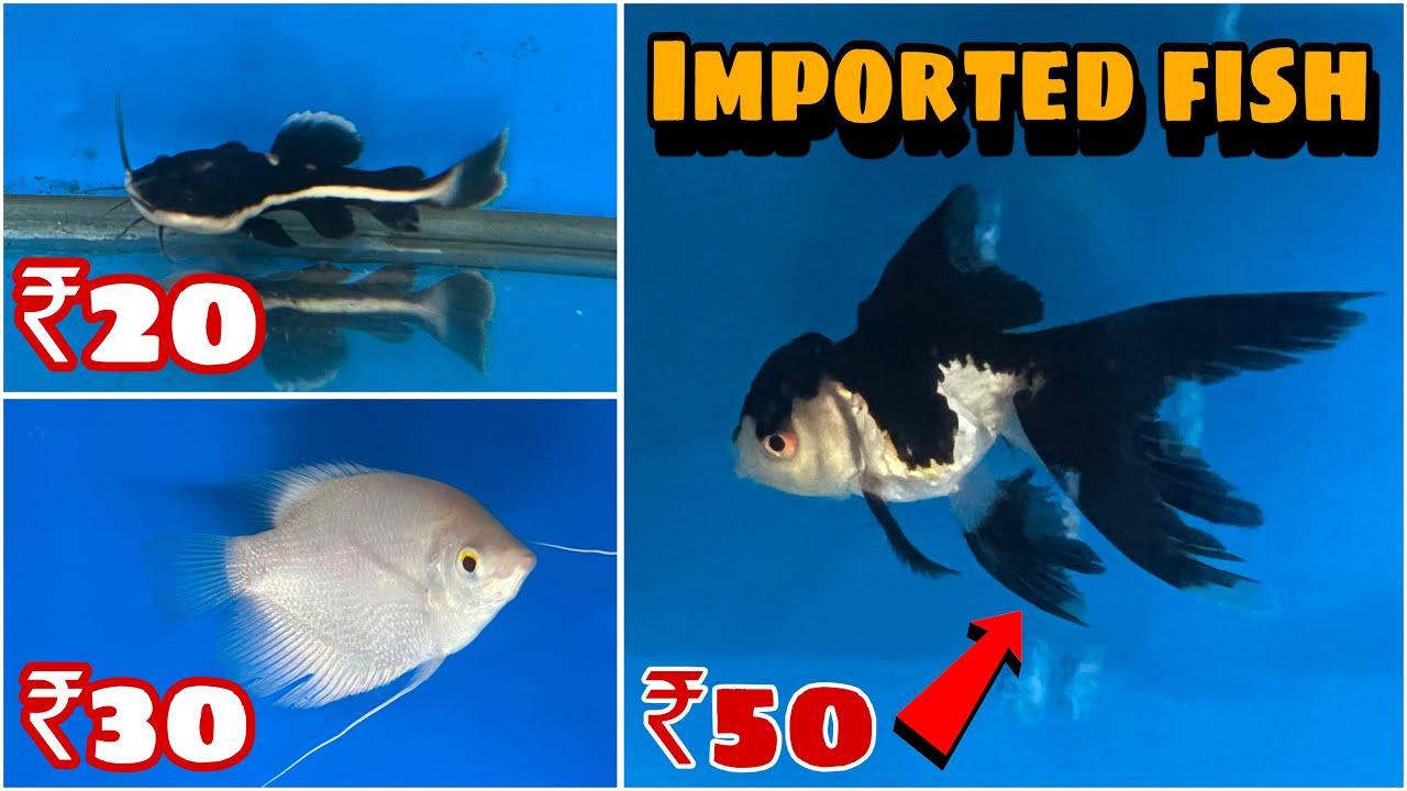 All types fishes available in cheap price in delhi😱कम पैसों में अच्छी फिश आपके फिश टैंक के लिए😍