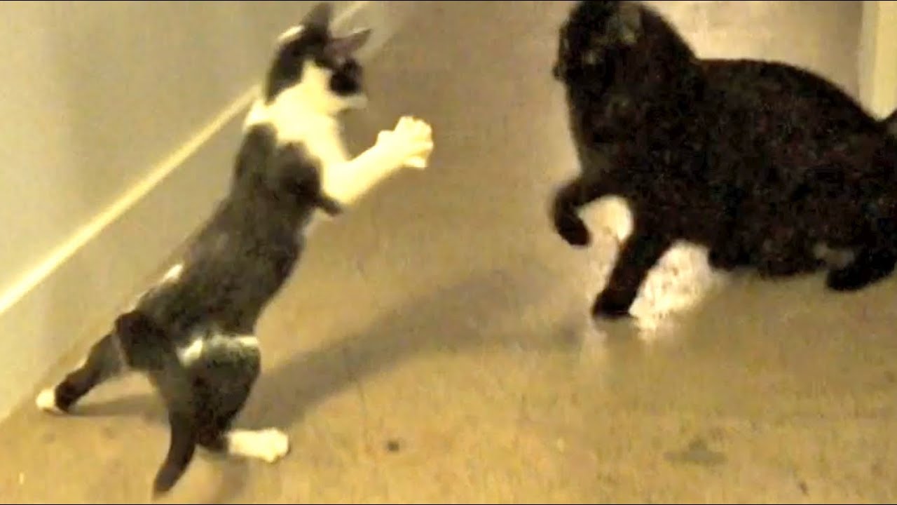 ShoKo Battles!