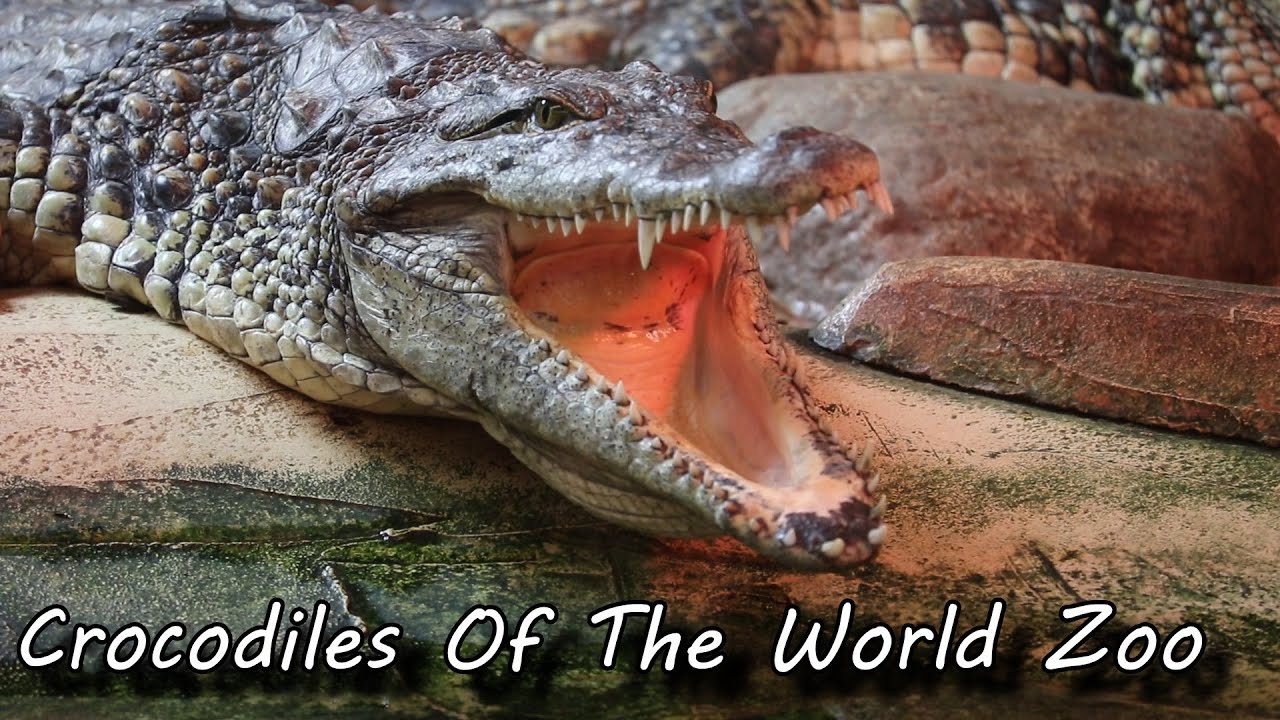 Crocodiles Of The World - The UK's Only Crocodile Zoo - Burford