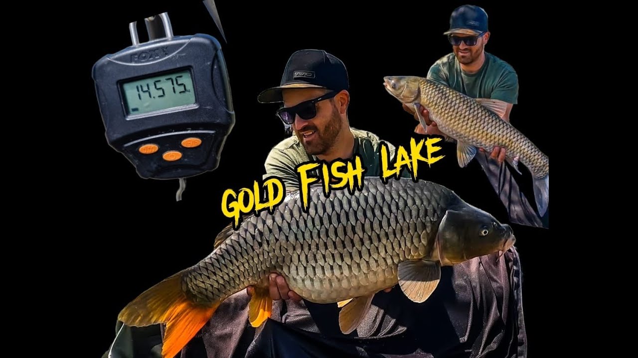 Pescuit la Crap pe Balastiera | Drill dupa Drill | Gold Fish Lake