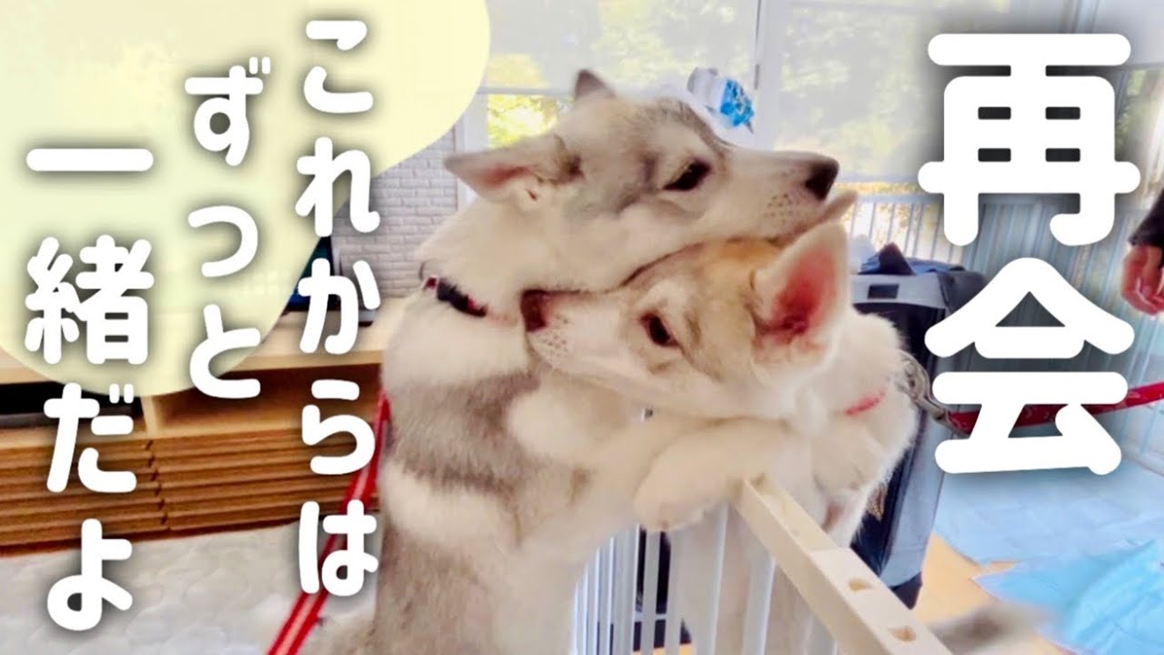 【姉妹と再会】離れ離れだった妹とこれからは一緒に暮らすことに&hellip;！　Siberian husky puppy