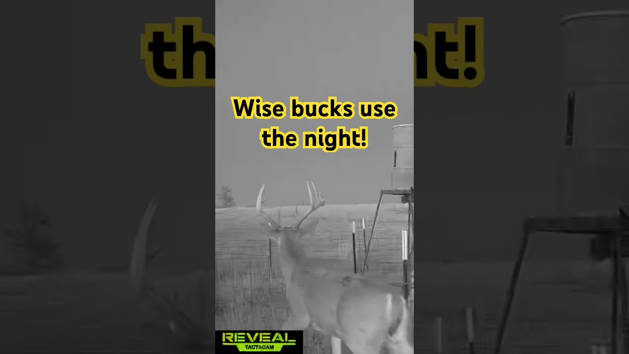 Wise bucks use the night!  