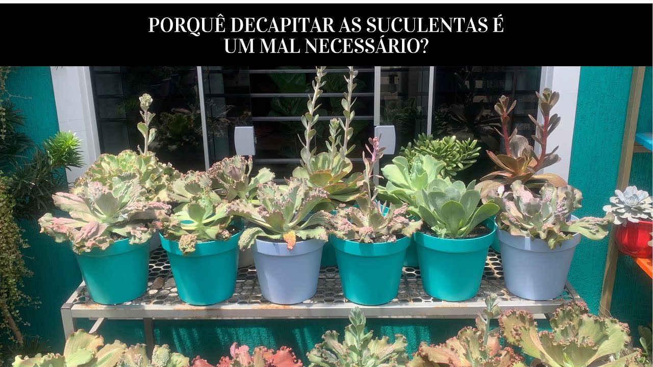 Porquê decapitar as suculentas é um mal necessário