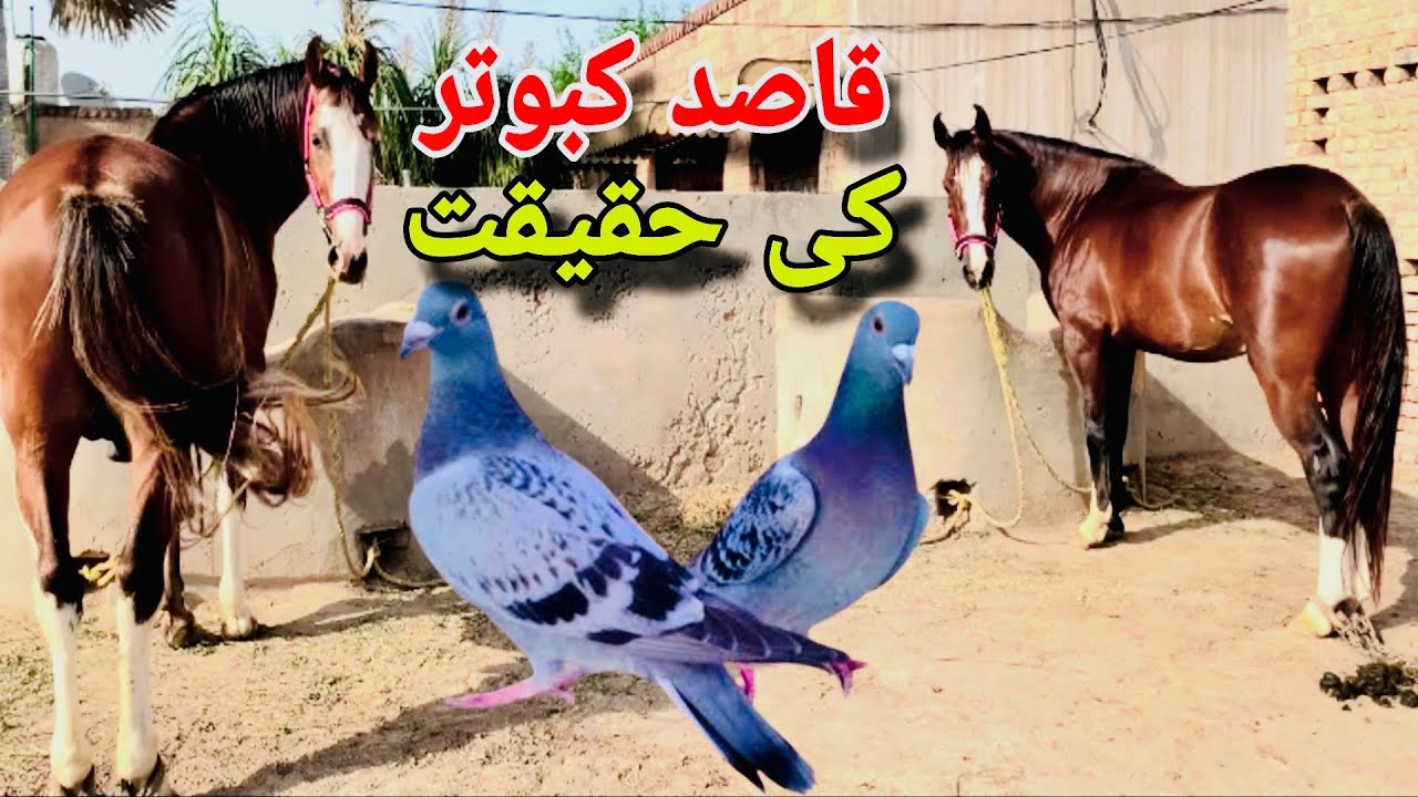 Qasid Kabootar ki Haqeeqat |Racer pigeon | Desi Gory