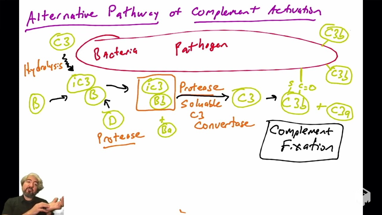 Alternative pathway of complement activation