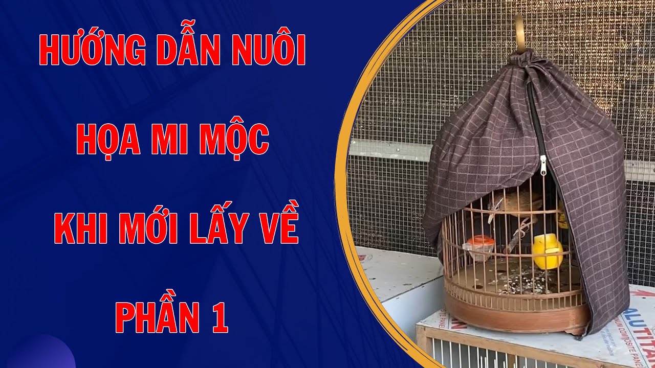 Hướng dẫn anh em nuôi những chú mi mộc khi mới lấy về ( phần 1 ) | Hoạt Họa MI