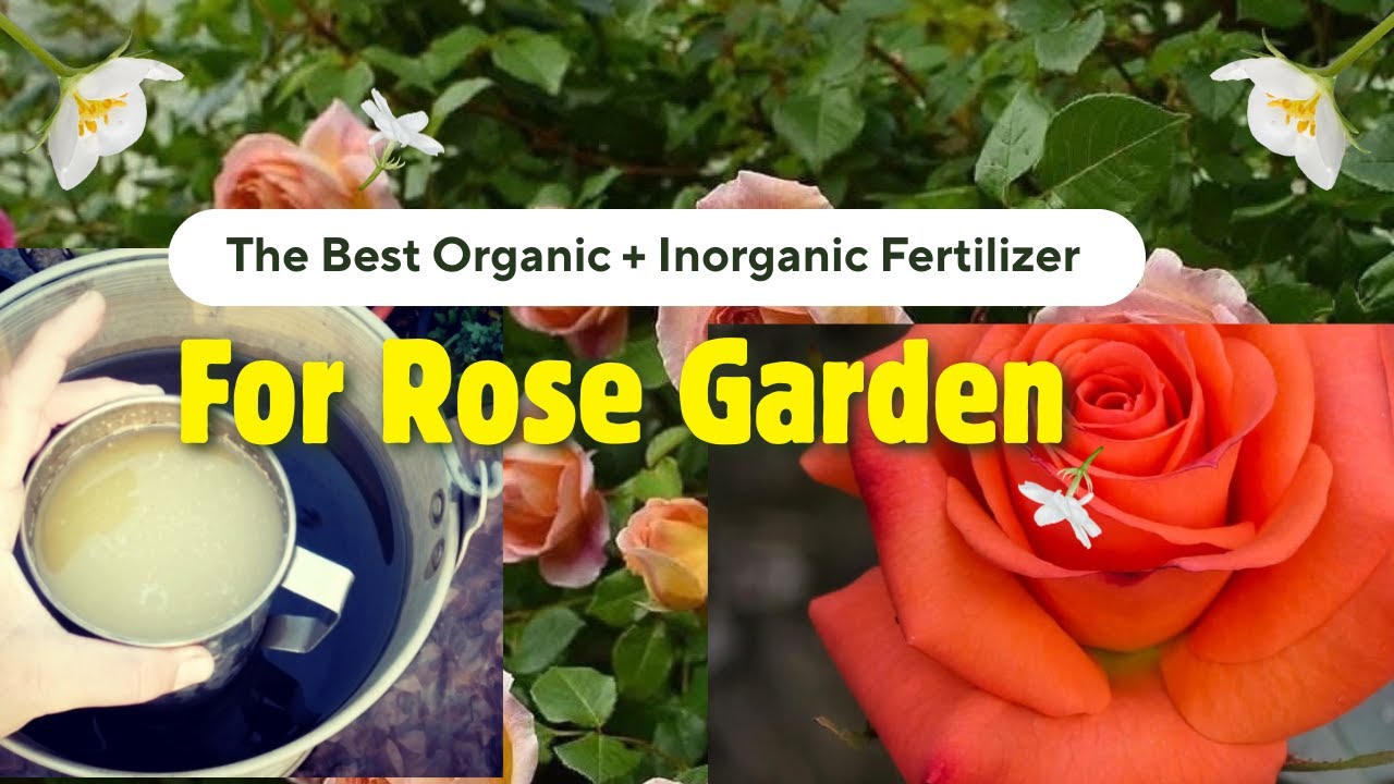 Best Organic + Inorganic Fertilizer Mix for Roses | Maximum Blooms & Healthy Growth