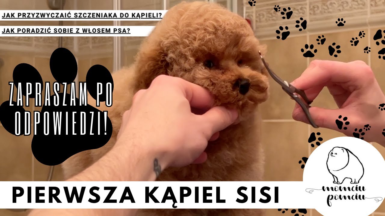 Jak wykąpać szczeniaka? Pierwszy grooming Pudla Toy. Pielęgnacja małego pieska.