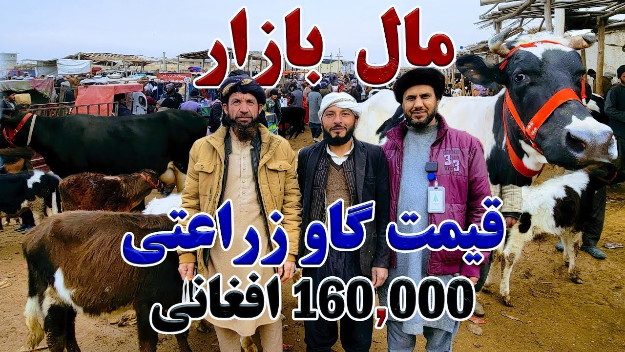 گزارش جدید کاج از مال بازار شهر مزارشریف| قیمت ترین گاو و ارزانترین،قیمت ترین مرکب ها