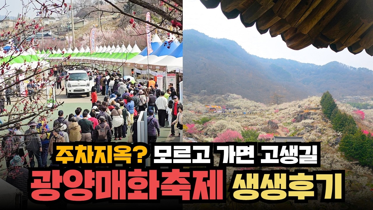 주차지옥? 광양매화축제! 꼭 알고 가야하는 정보와 최근 다녀온 생생한 후기! 못 가시는 분들을 위해 생생하게 담아봤어요.