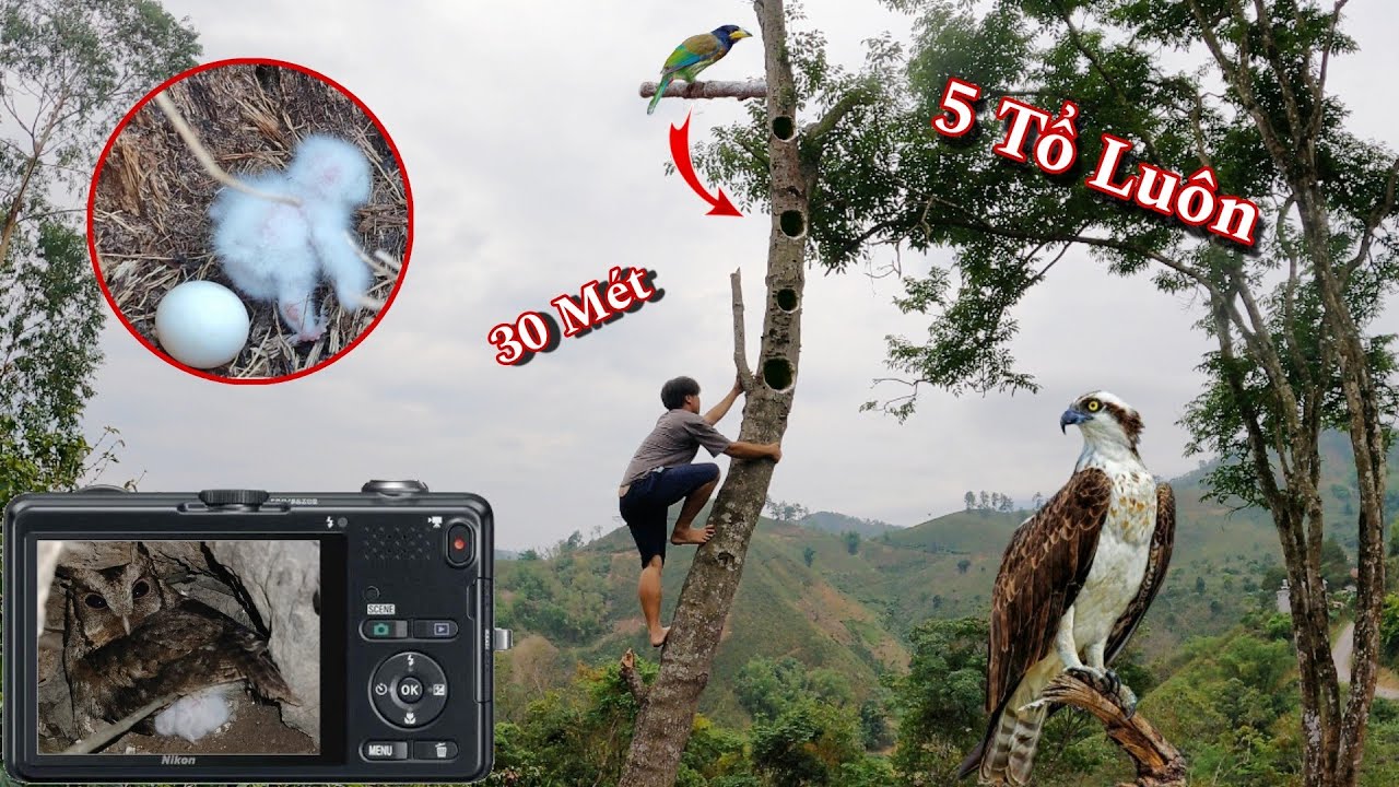 [ Sốc ] Ph&aacute;t Hiện Tổ Chim Săn Cu Rốc Cực Nguy Hiểm | D&acirc;n Tộc T&acirc;y Bắc Tv