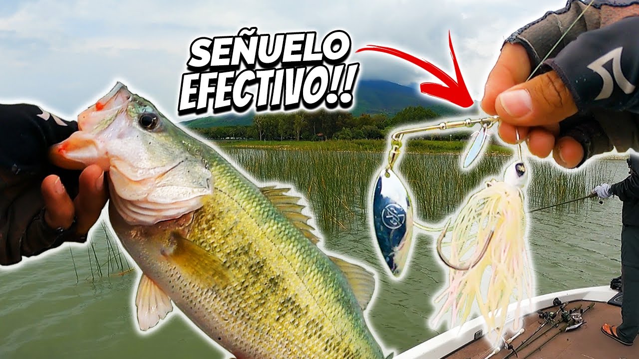 Señuelo MUY EFECTIVO en Chapala