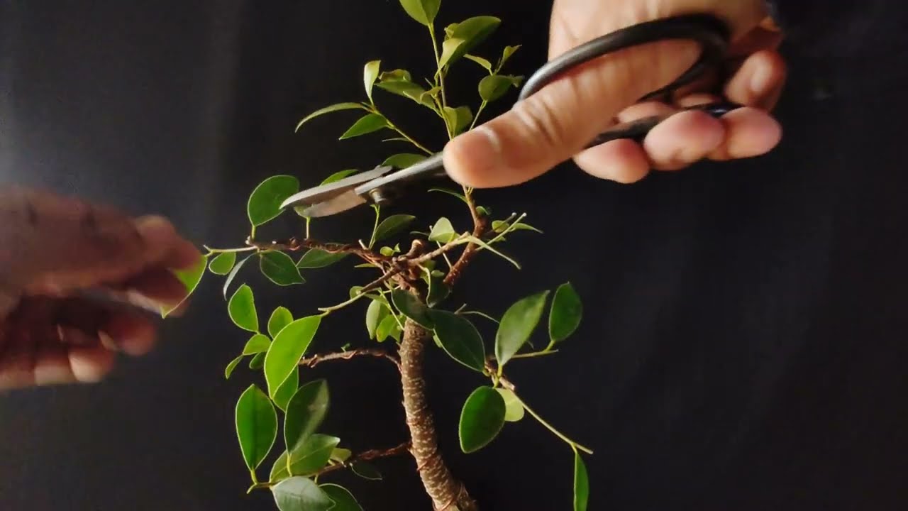 Tiger Bark Ficus | Branch Pruning | Structure Pruning 