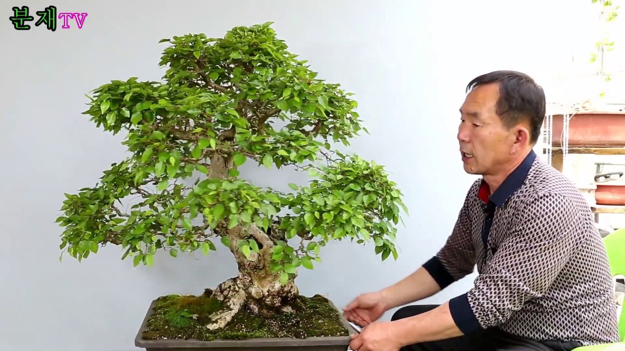 분재TV 소사나무 취목 과정 2부 bonsai 분재교육