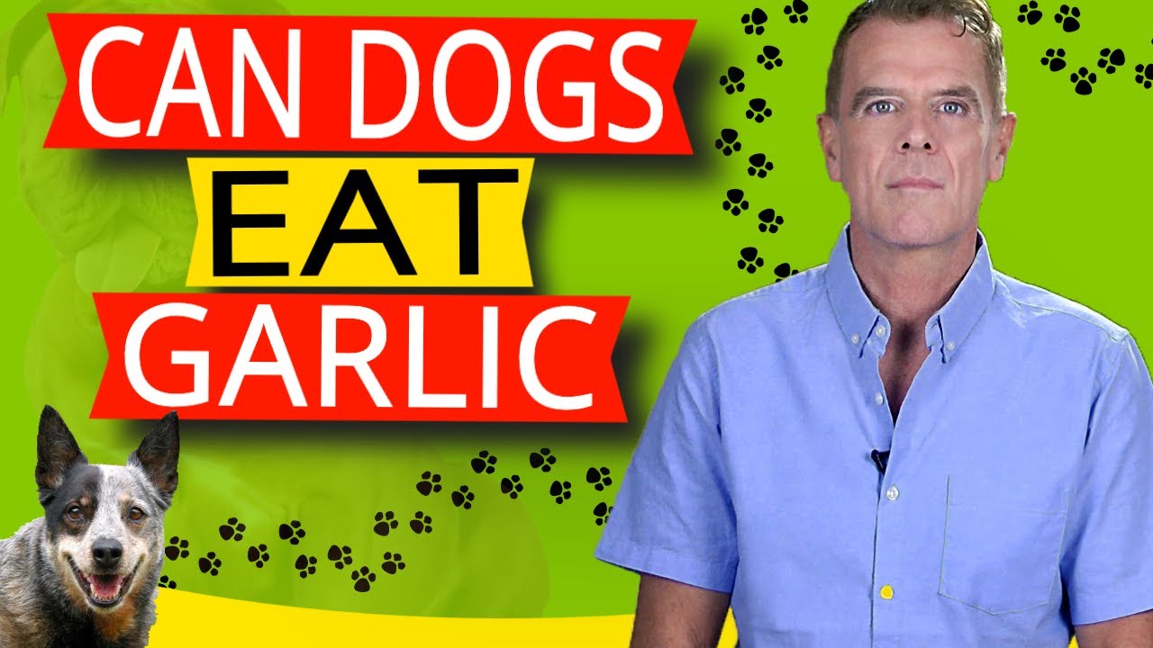 Can Dogs Eat Garlic (7 KEY Benefits Say Yes)