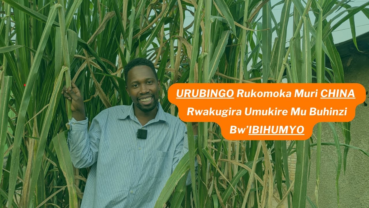 Urubingo rwa Juncao Grass Rukomoka Muri China: Uburyo Rwakugira Umukire mu Buhinzi bw’Ibihumyo