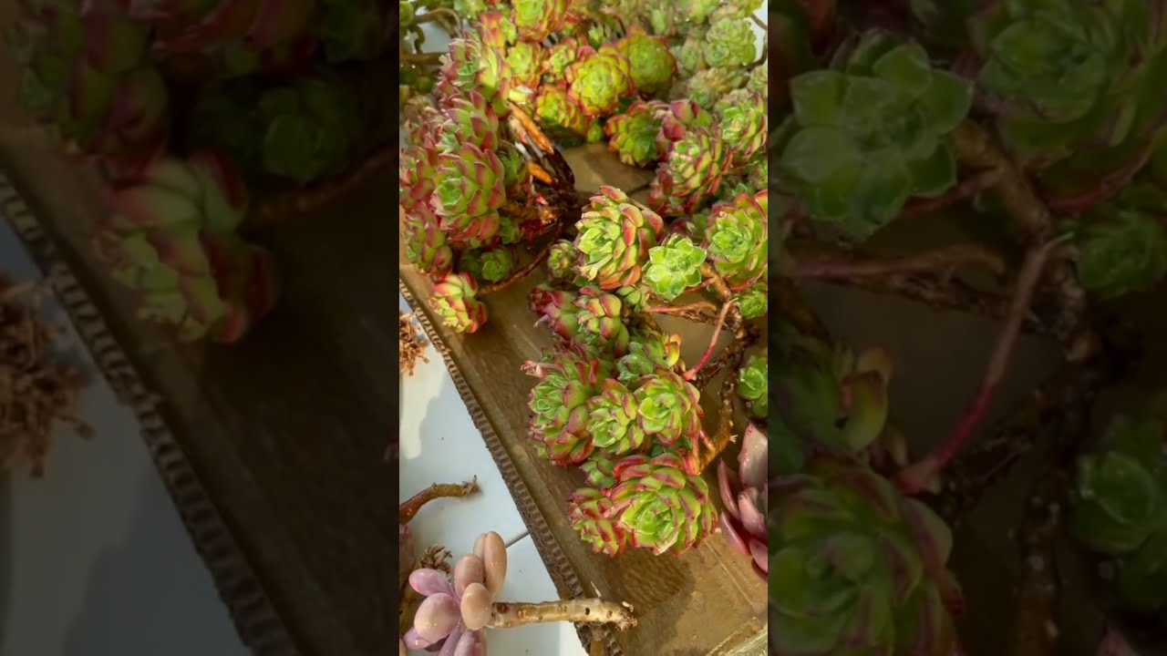 Rare Succulents #raresucculents