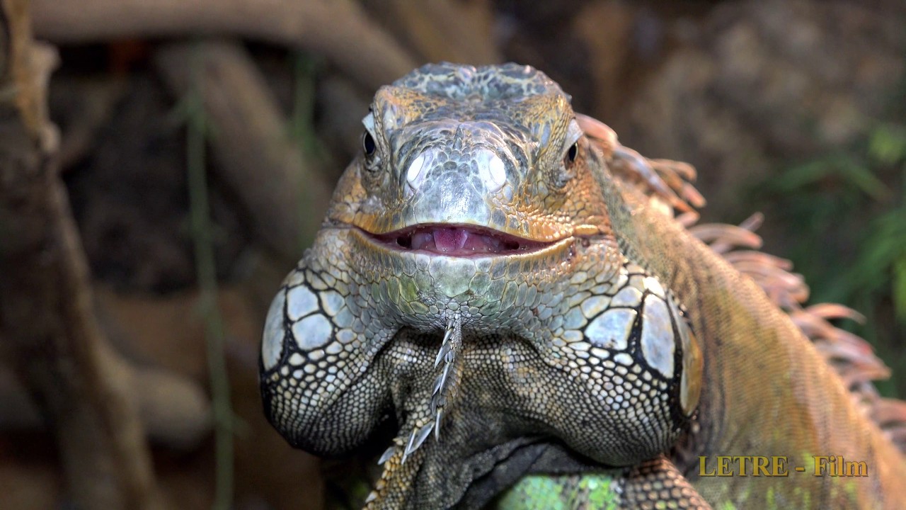 Test Video von Panasonic HC X1  Zoo Augsburg und botanischer Garten