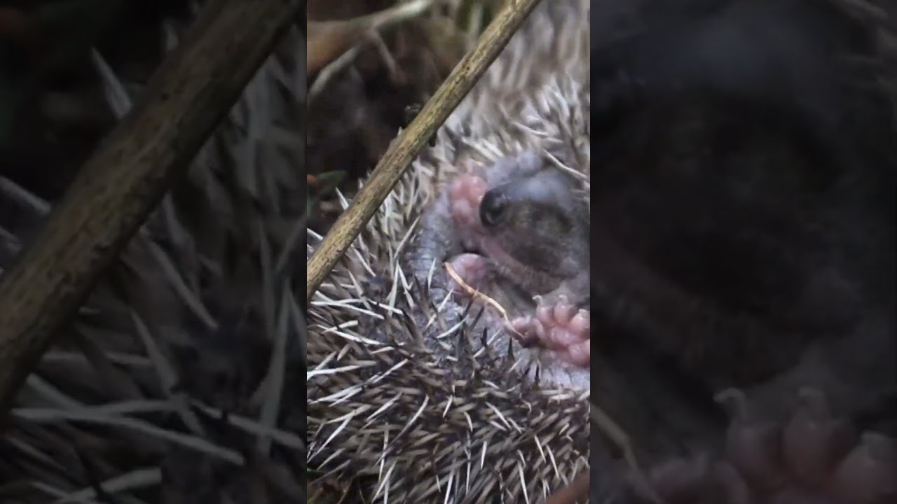 Baby Animals 