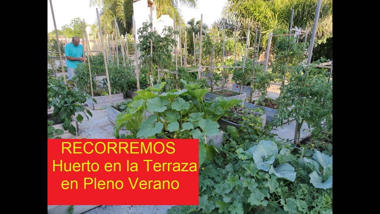 TOMATERAS RECUPERADAS DEL MILDIU