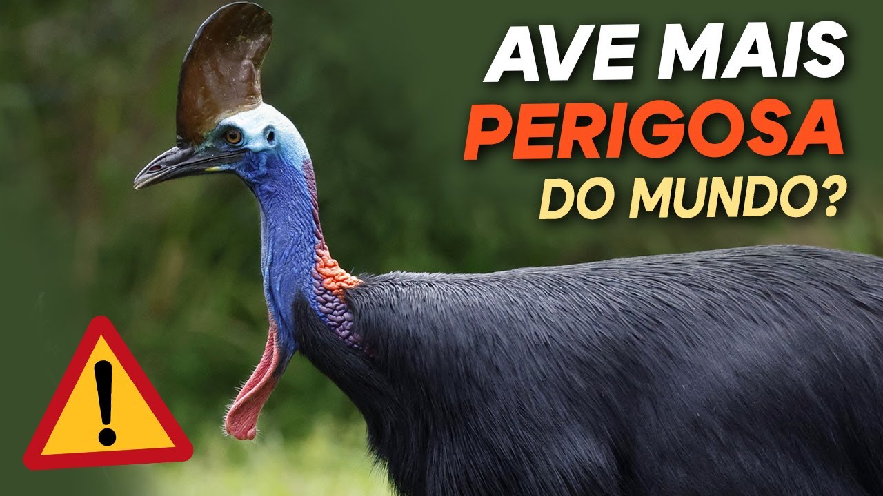 CASUAR é uma ave realmente perigosa? Fama exagerada?