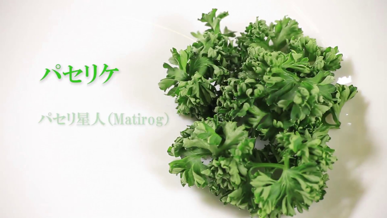 【パセリケ】PV （完全版） ･･･by パセリ星人（Matirog）20171123