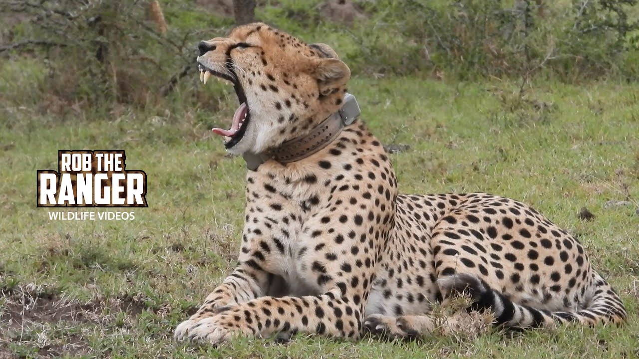 Male Cheetah In His Element!! | Lalashe Mara Ripoi Safari