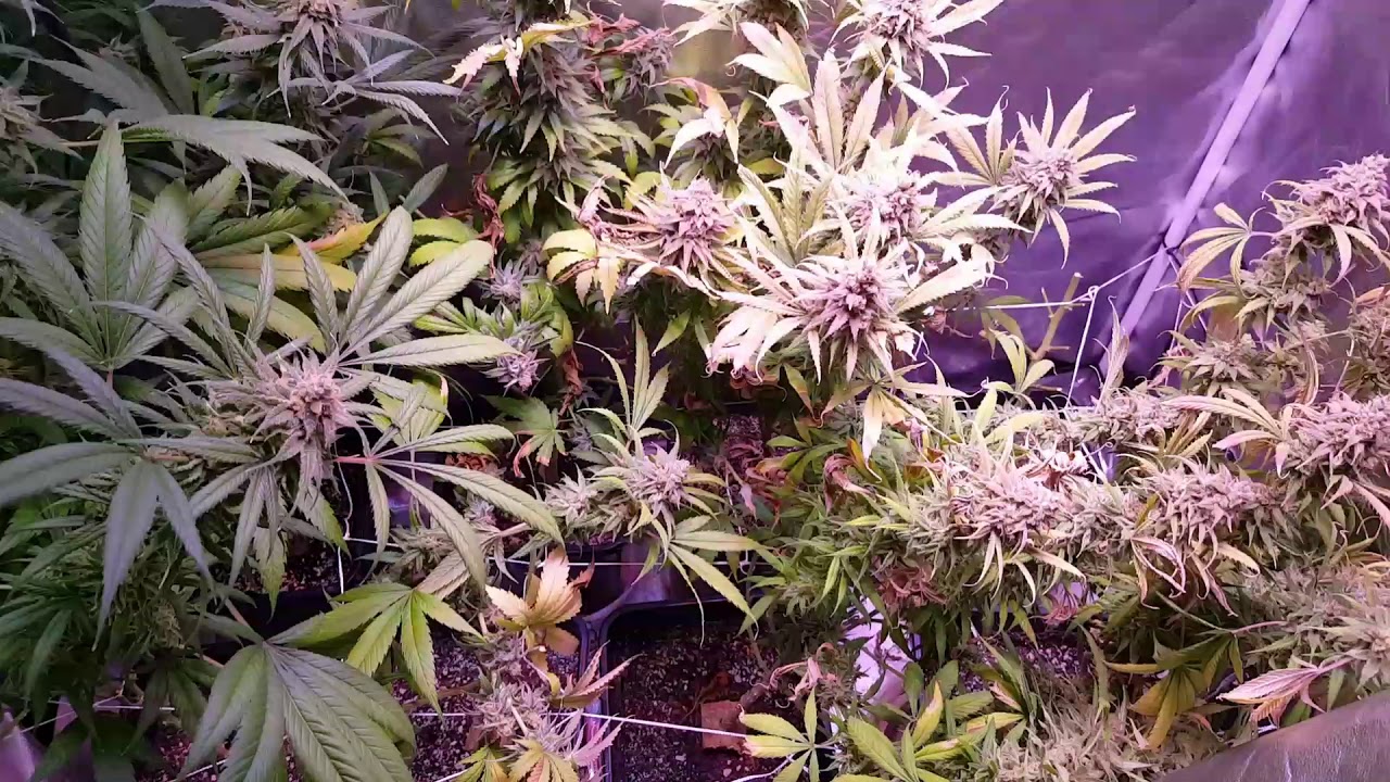 450w viparspectra tent update og kush done at 72 days