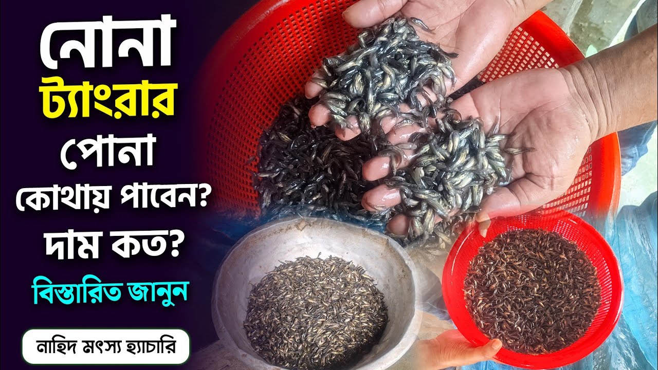 বর্ষার মৌসুমী অল্প পুজিতে অধিক লাভ করতেছে মৎস্য ব্যবসায়ীরা নোনা টেংরা চাষ করে।