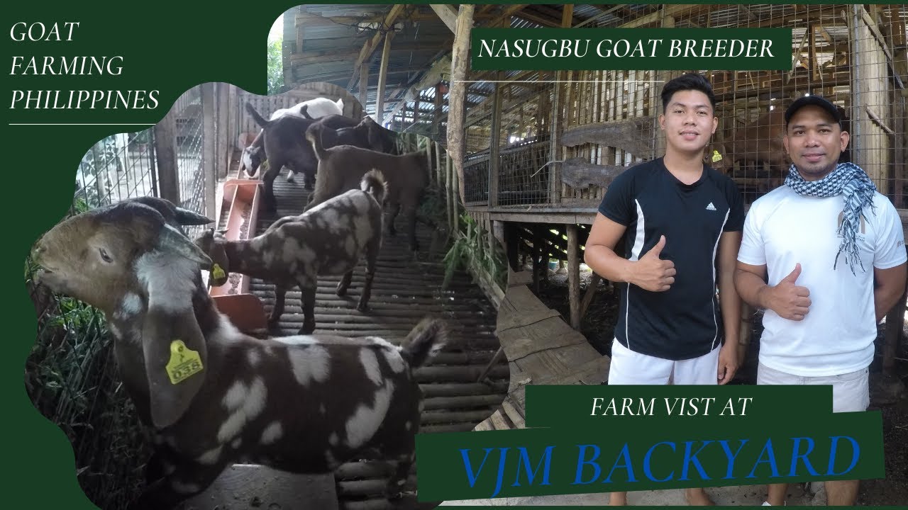 GOAT FARMING PHILIPPINES FARM VISIT AT VJM BACKYARD / FROM NATIVE GOATS TO FULLBLOOD BOER GOATS