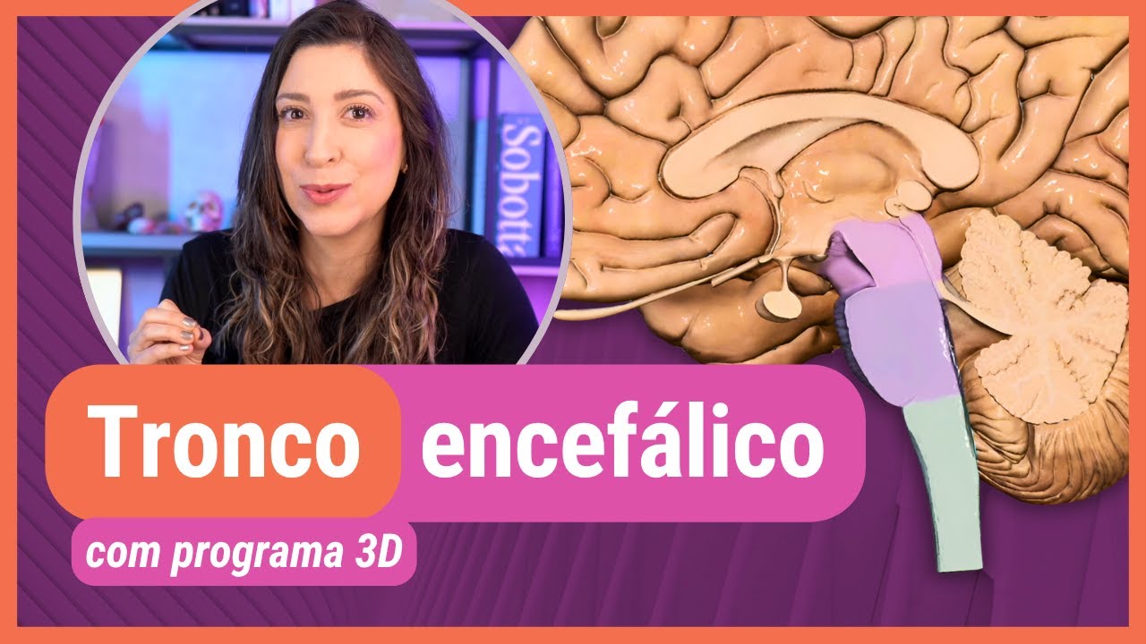SISTEMA NERVOSO: TRONCO ENCEFÁLICO! Com programa 3D