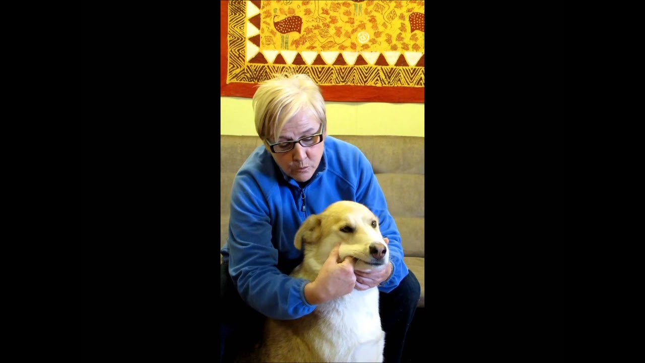 Tellington TTouch™ Mouthwork for Dogs