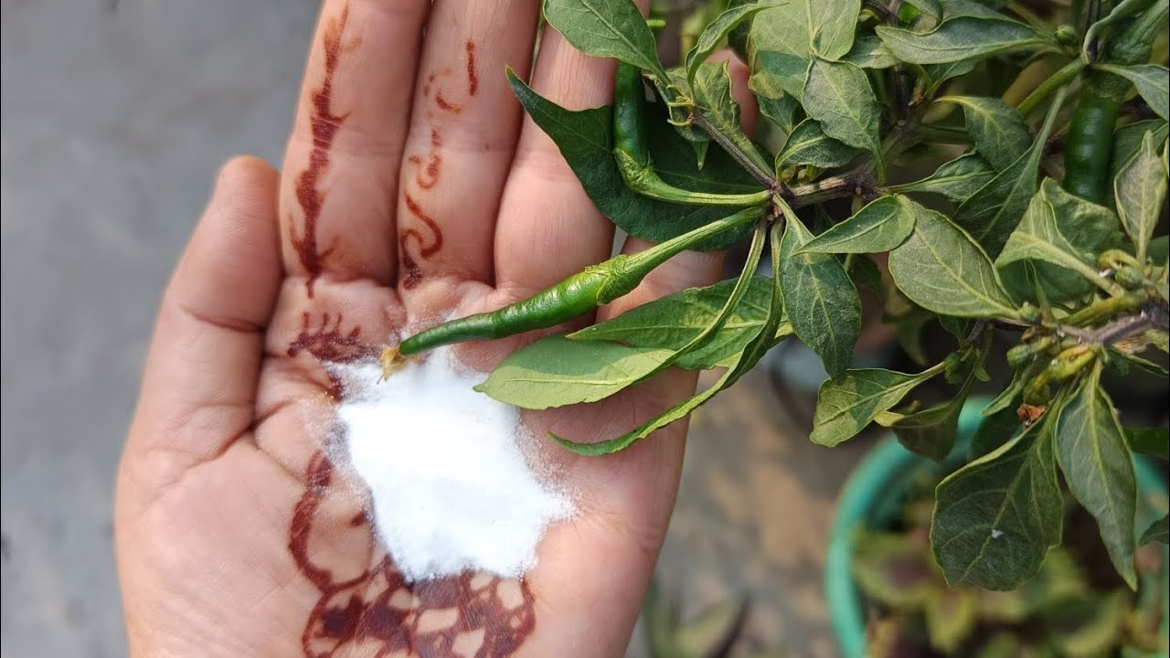 Har tarah ke kido ka safaya##वायरलवीडियो 