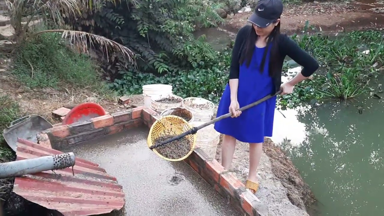 NÔNG DÂN BÌNH PHƯỚC LÀM GIÀU NHỜ CÁCH LÀM NÀY 0912.72.09.09