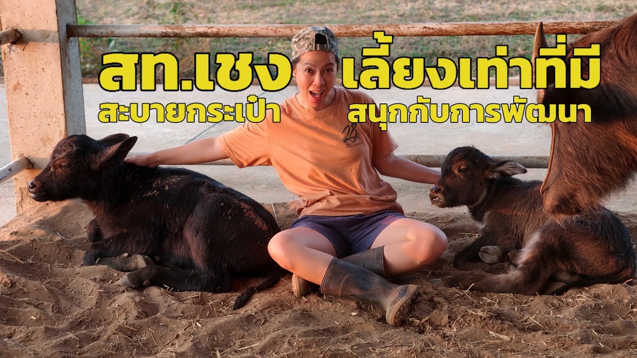 สท เชง พัฒนาควายเท่าที่มี หมดงบซื้อเพิ่ม เน้นพ่อพันธุ์สายควายยักษ์เหล่าอุทัยธานี
