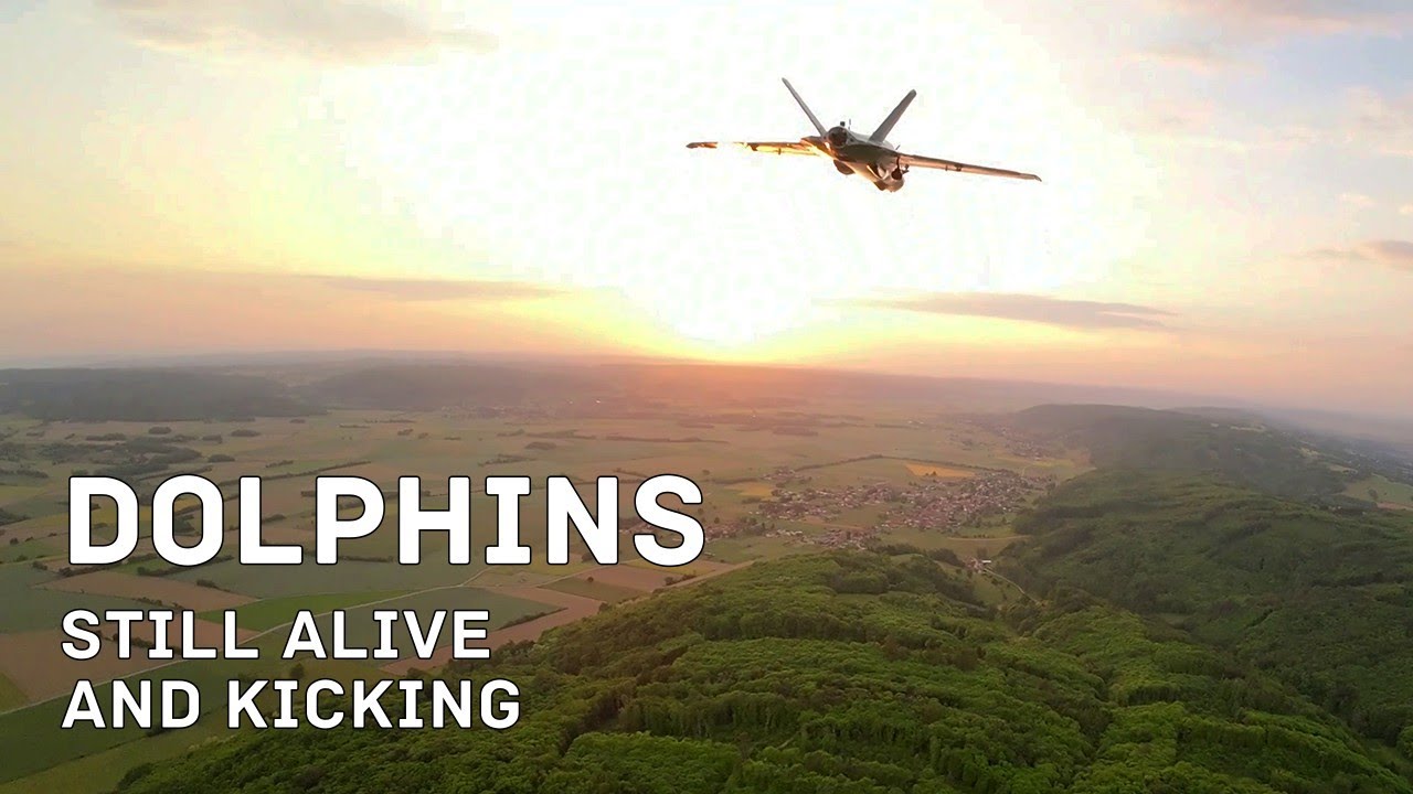 Dolphins