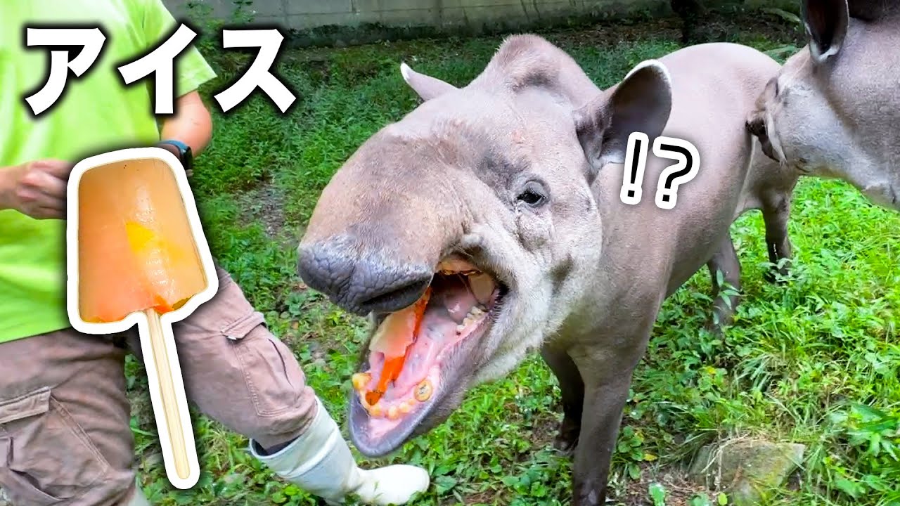 アイスが冷たいと知らずに丸ごと食べちゃったブラジルバクの反応はこちらです