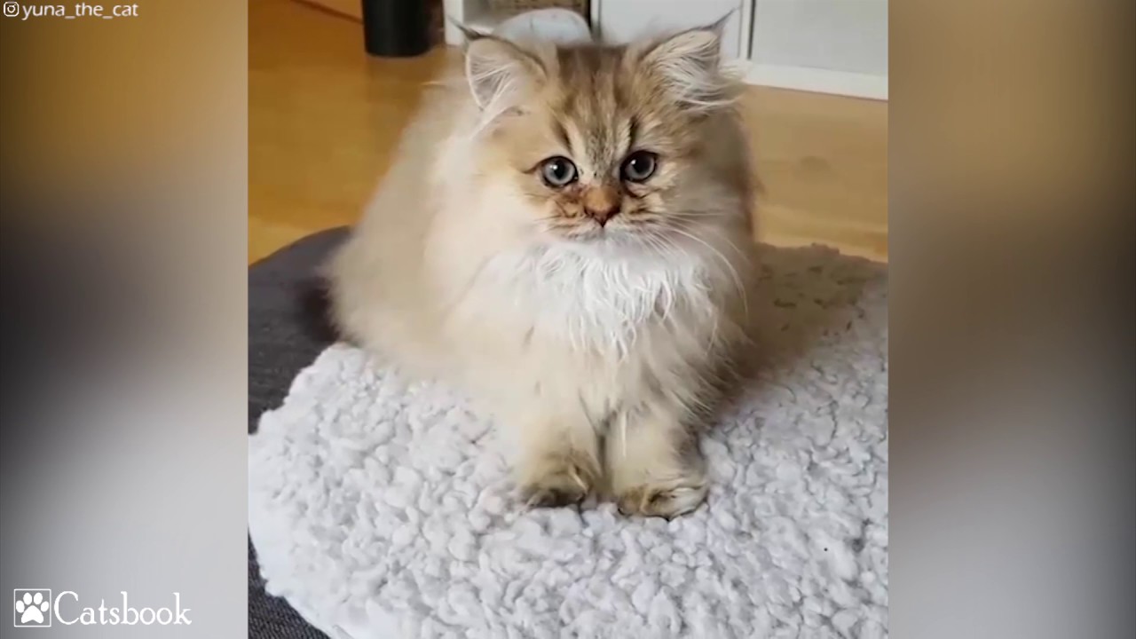 A fluffy fur on a fluffy fur