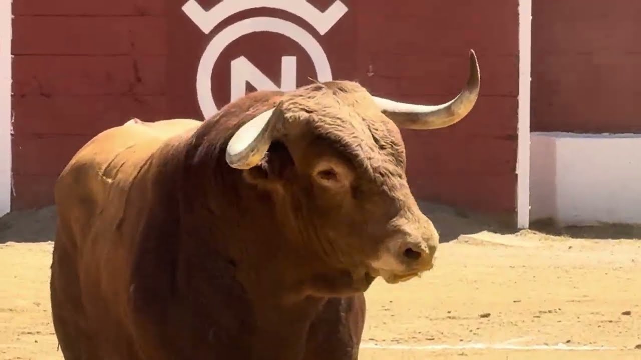Salida 4º toro de DOLORES AGUIRRE: 
