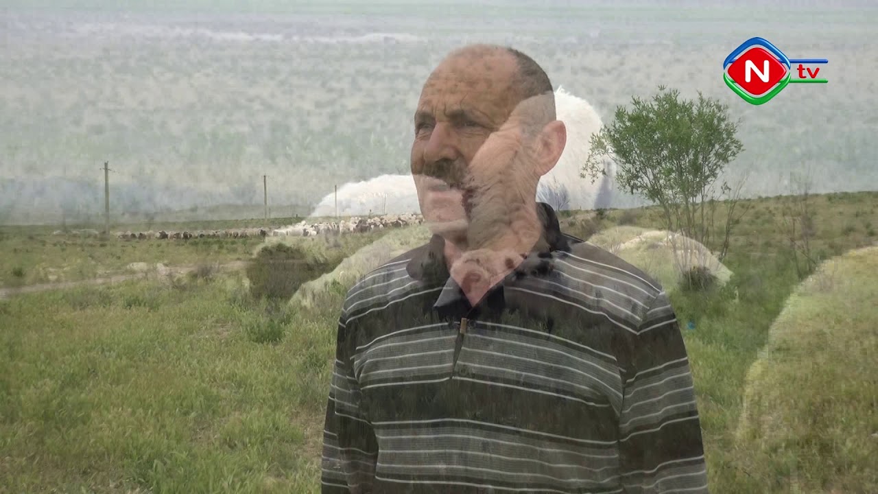 Hər işin öz ustası çoban