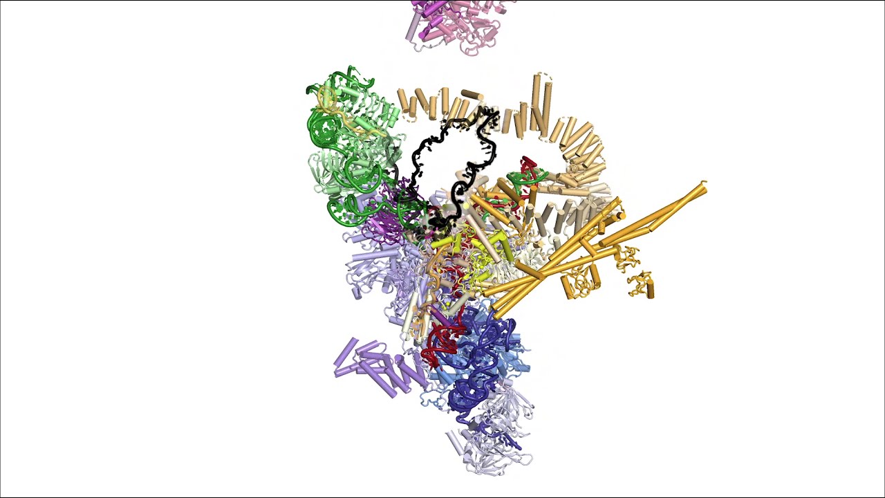 RNA Splicing by the Spliceosome: Supplemental Video 1 - An overview of pre-mRNA splicing