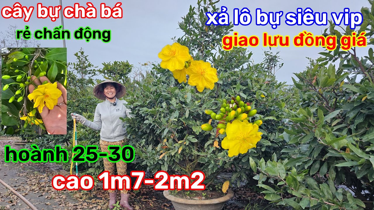 🌲23/1☎️vườn mai ÚT Phương☎️xả lô giảo rin🌲giao lưu đồng giá🌲lên tiếp lô mới 🌲đế bự chà bá 
