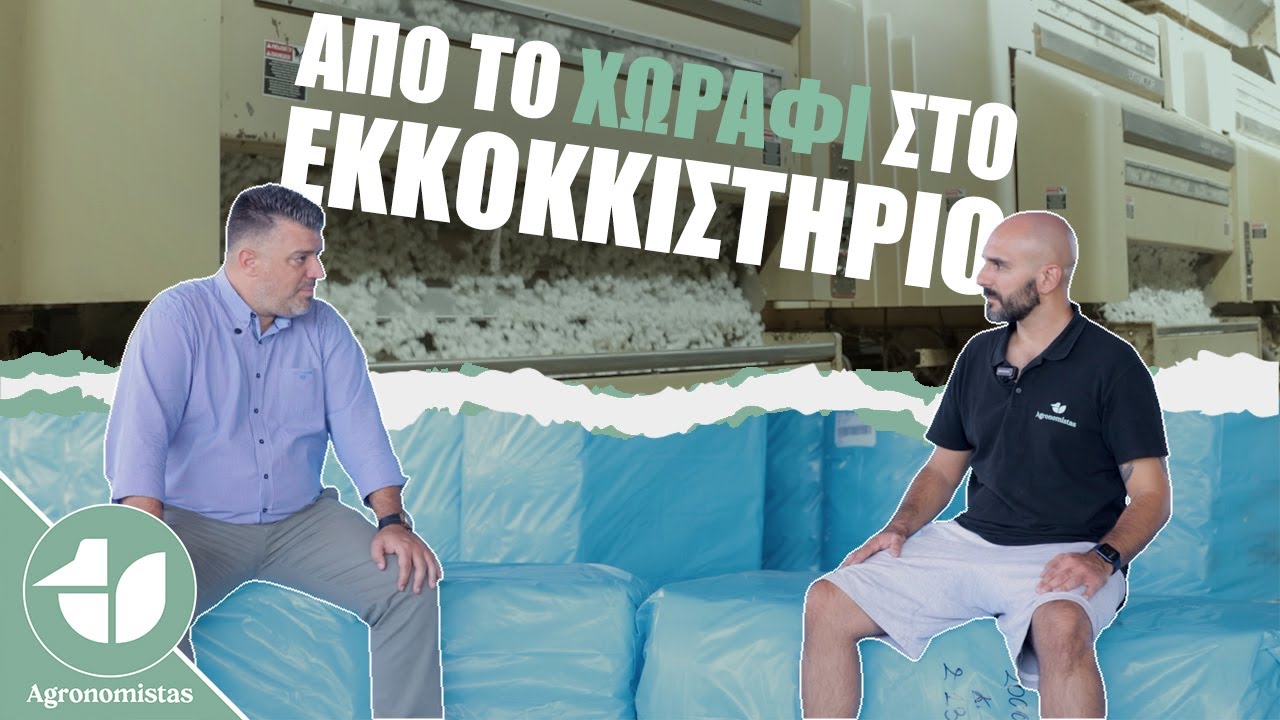 Как мы обрабатываем хлопок: взгляд изнутри на хлопкоочистительную фабрику