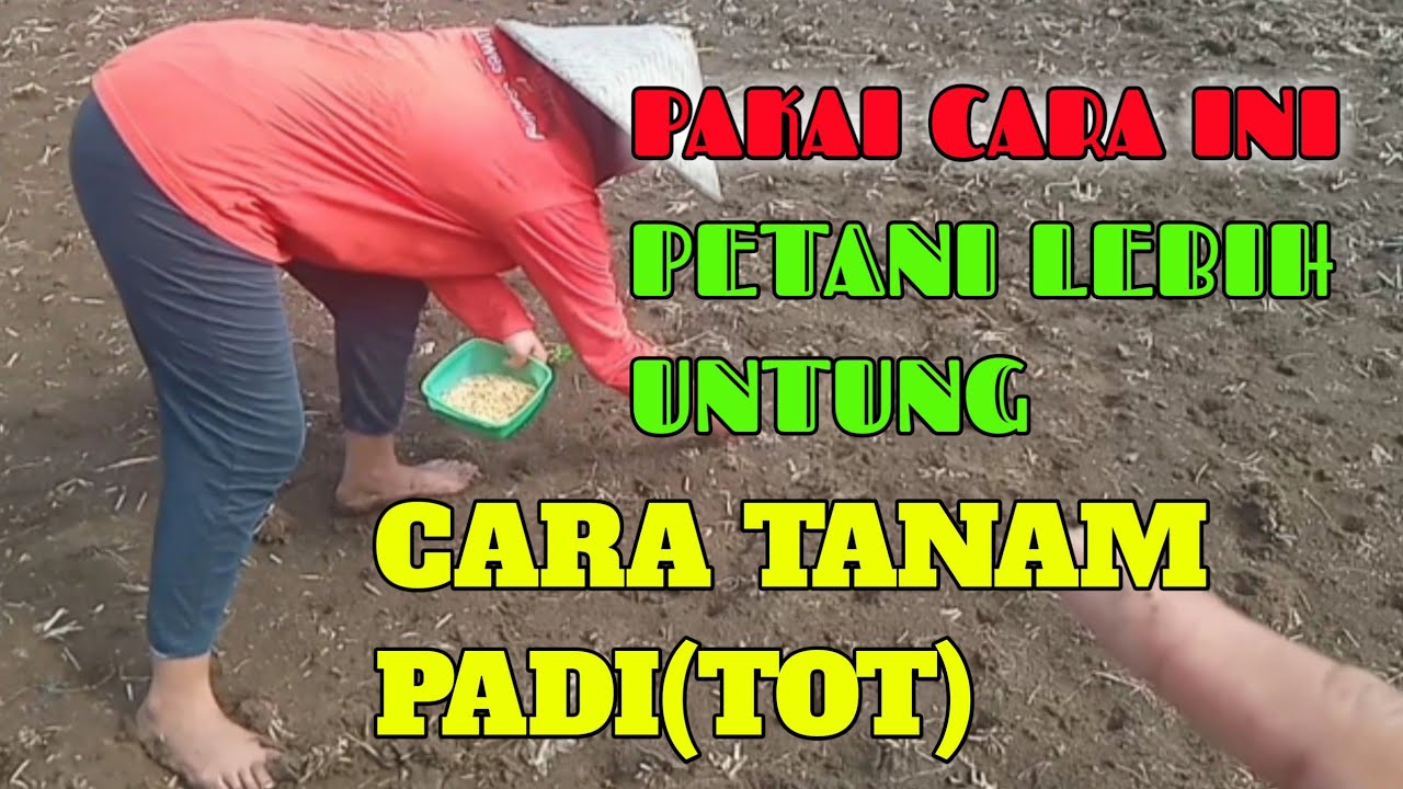 Cara Menanam Padi Dilahan Kering Tanpa Olah Tanah (TOT)(@azel Oppo channel)
