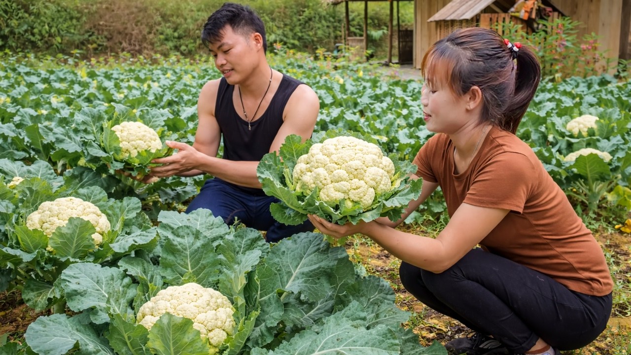 Harvesting Cabbage & Cauliflower from the Garden | Farm to Market Cooking Day