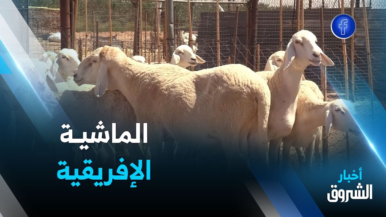 نقل ماشية 