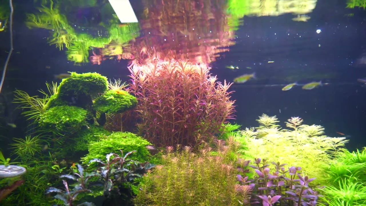 Aquariumpflanzen/Plants 