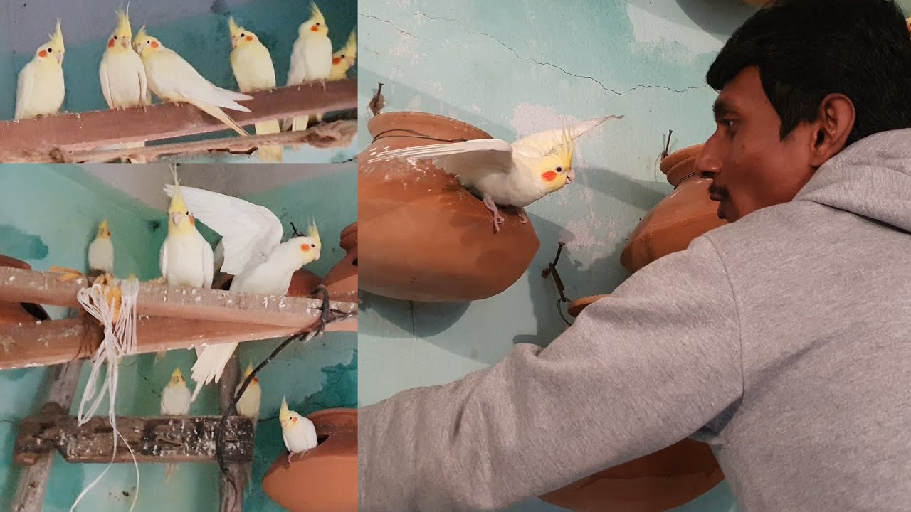 Extraordinarily cockatiel Breeding & Colony Developed in a Very Short Time /Seba Work For Helpless.