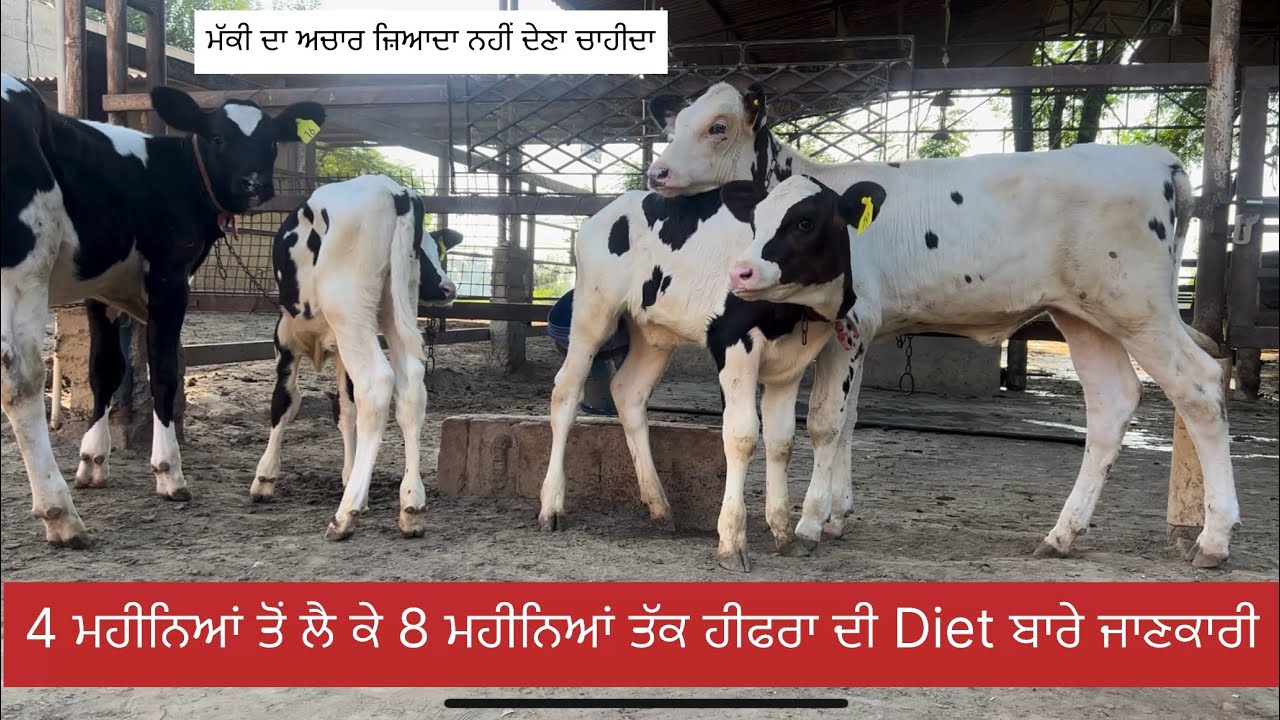 How do you feed Heifer from 4 months to 8 months? Bassi Dairy Farm || Punjab
